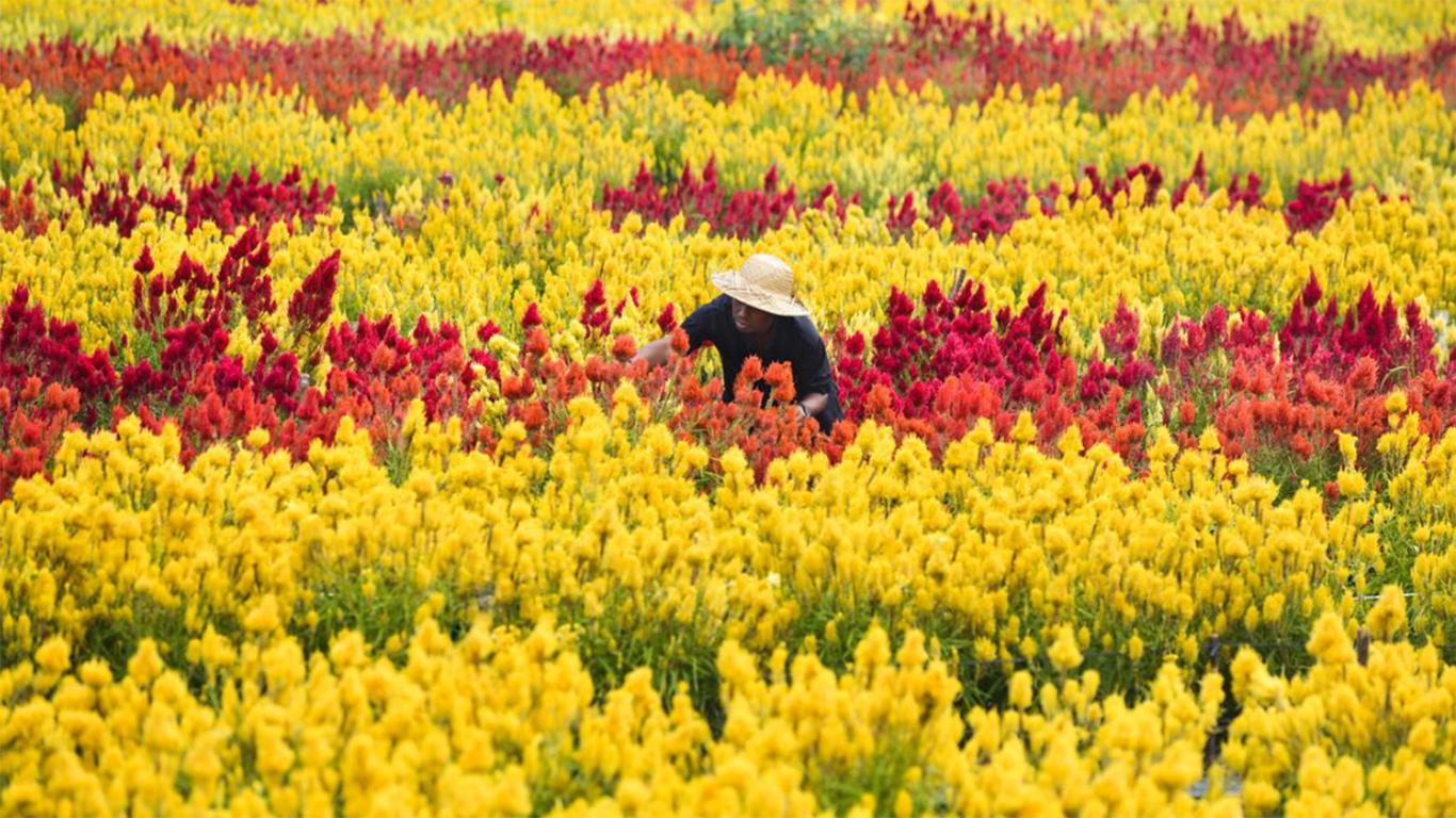 Taman Bunga Celosia 